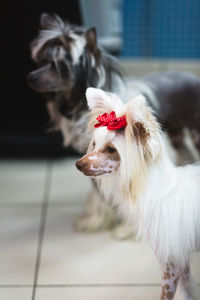 Close up of a dog looking away