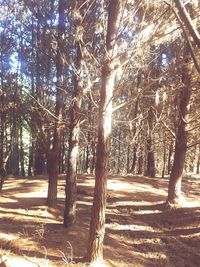 Trees on field