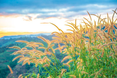 Close-up of crops growing on field against sky