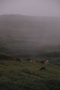 Sheep grazing in a field