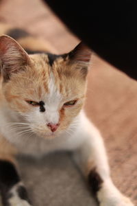 Close-up portrait of a cat