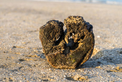 Close-up of crab on sand