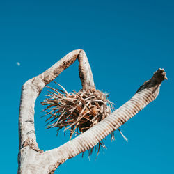 Low angle view of bird against clear blue sky