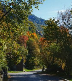 Trees by road against sky during autumn