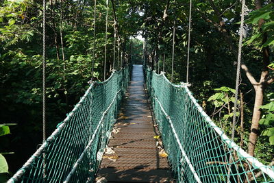 Suspension bridge in the park