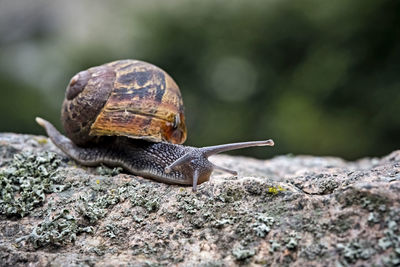 Close-up of snail on rock