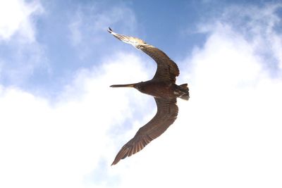 Low angle view of bird flying against sky