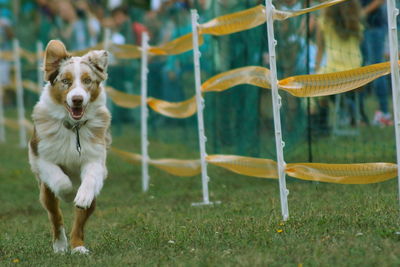 Dog on grass