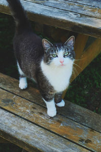 Portrait of cat sitting on wood