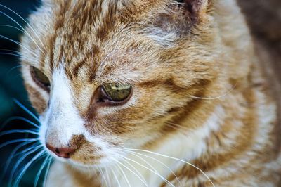 Close-up of cat looking away