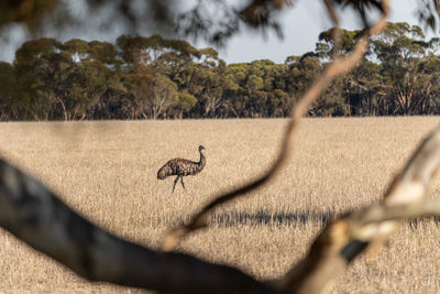One emu spotting and walking in the middle of the grass in an amazing landscape in australia