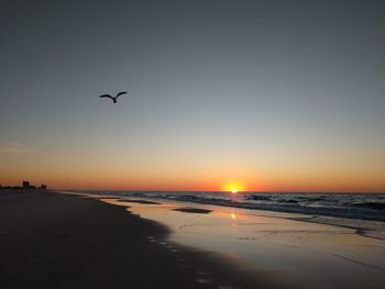 Silhouette birds flying over beach against sky during sunset