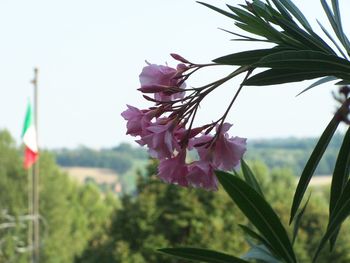 Close-up of pink flowers