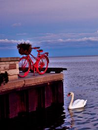 View of swan in sea against sky