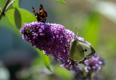 Close-up of butterfly on flower