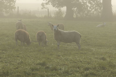 Sheep grazing on field