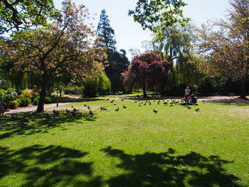 Trees in park