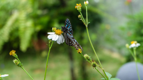 Close-up of butterfly on flower