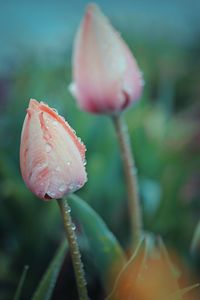 Close-up of pink flower bud