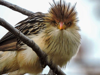 bird