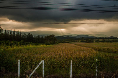 Scenic view of wheat field against dramatic sky