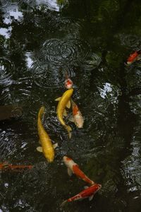 High angle view of koi carps swimming in lake