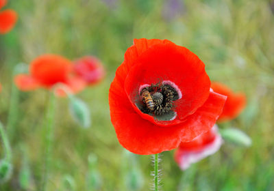 Close-up of insect on red poppy