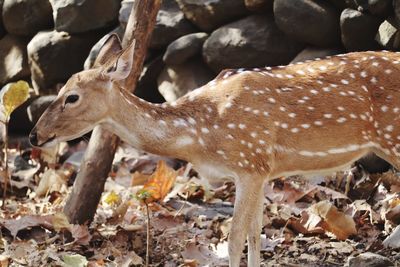 Close-up of deer on field