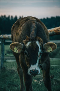 Portrait of a cow