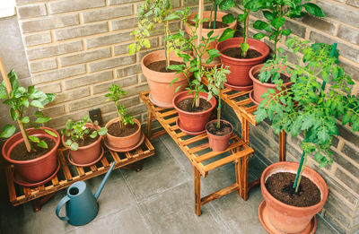 Potted plants against wall