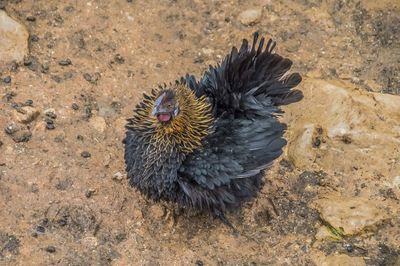 High angle view of a bird