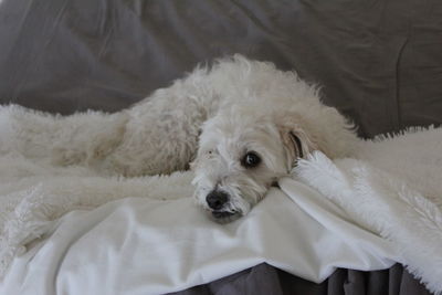 Portrait of white dog
