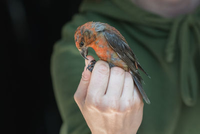 Bird ringing