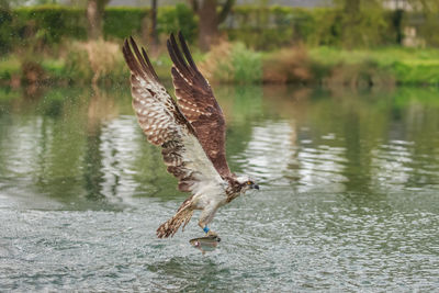 Bird flying over lake