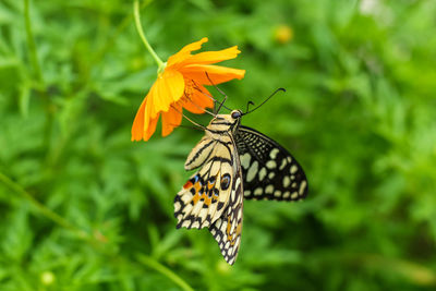 Close-up of butterfly pollinating on flower