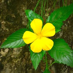 Close-up of yellow flower