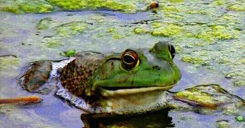 View of turtle in water