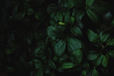 Close-up of fresh green plants
