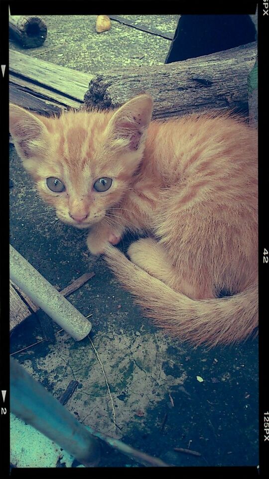 domestic animals, pets, animal themes, transfer print, mammal, one animal, domestic cat, cat, auto post production filter, feline, portrait, relaxation, looking at camera, whisker, high angle view, indoors, lying down, no people, animal head, close-up