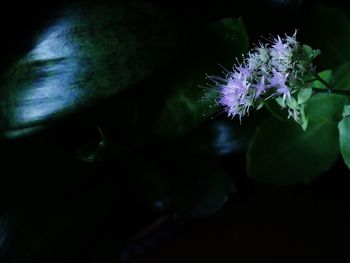 Close-up of purple flowers