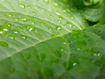 Close-up of water drops on leaf