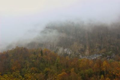 Trees in forest during foggy weather