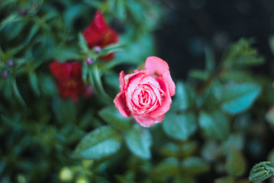 Close-up of pink rose blooming outdoors