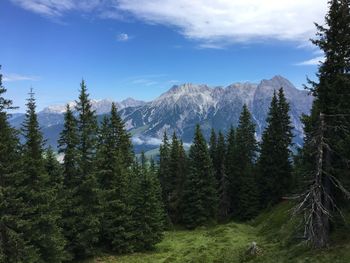 Pine trees in forest against sky