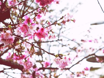 Low angle view of pink flowers blooming on tree