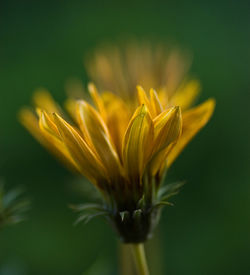 Close-up of yellow flower blooming outdoors