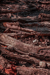 Full frame shot of tree trunk in forest