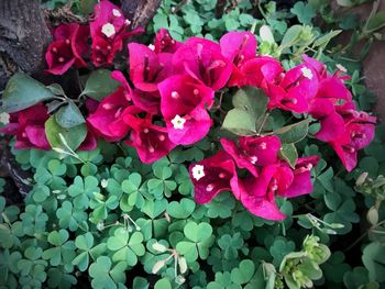 High angle view of pink flowering plants