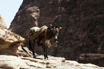 View of sheep on rock