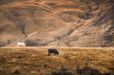 Cows grazing on field against mountain